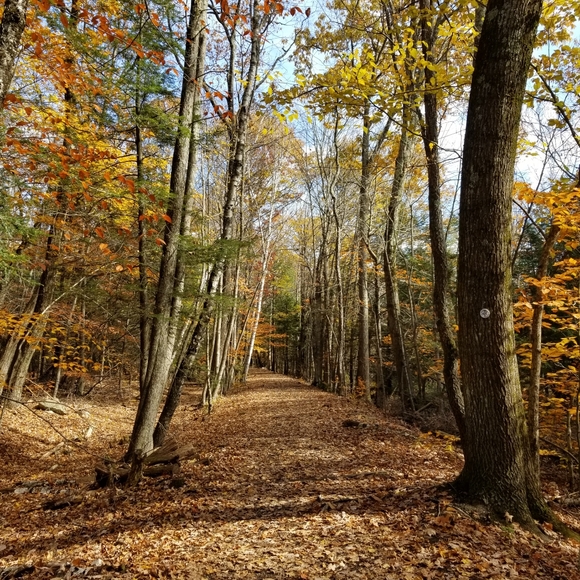 adidas Shoes - boots